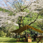桜の下のキャンプ
