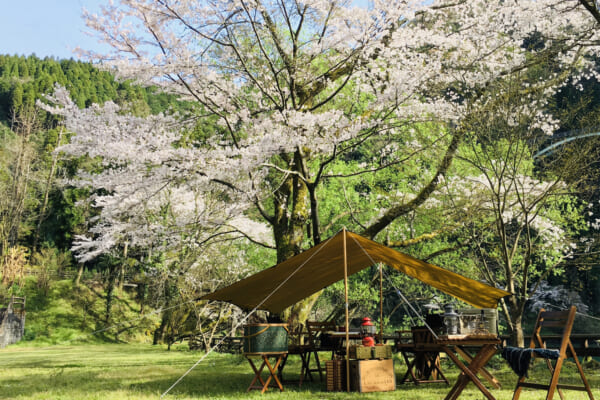 桜の下のキャンプ