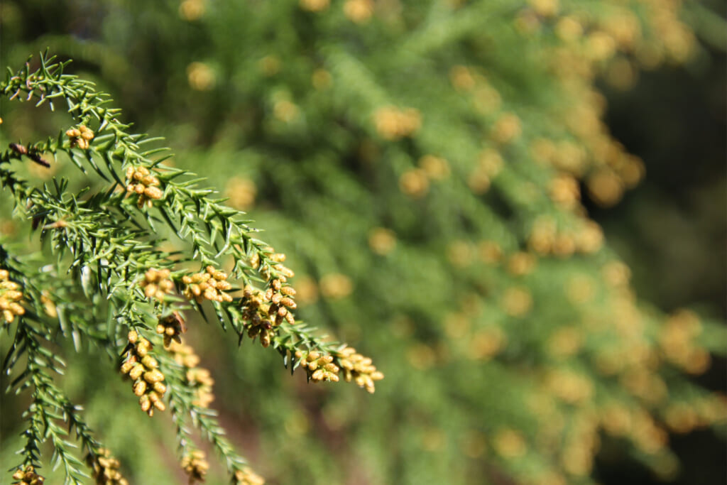 飛散する花粉