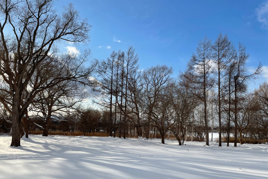 冬景色の茨戸川キャンプ場