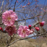 【画像】植物の生命力を学ぶ！ 「春待ち」の眠れる森に広がる春の訪れを探しに行く【近畿エリア】 〜 画像1