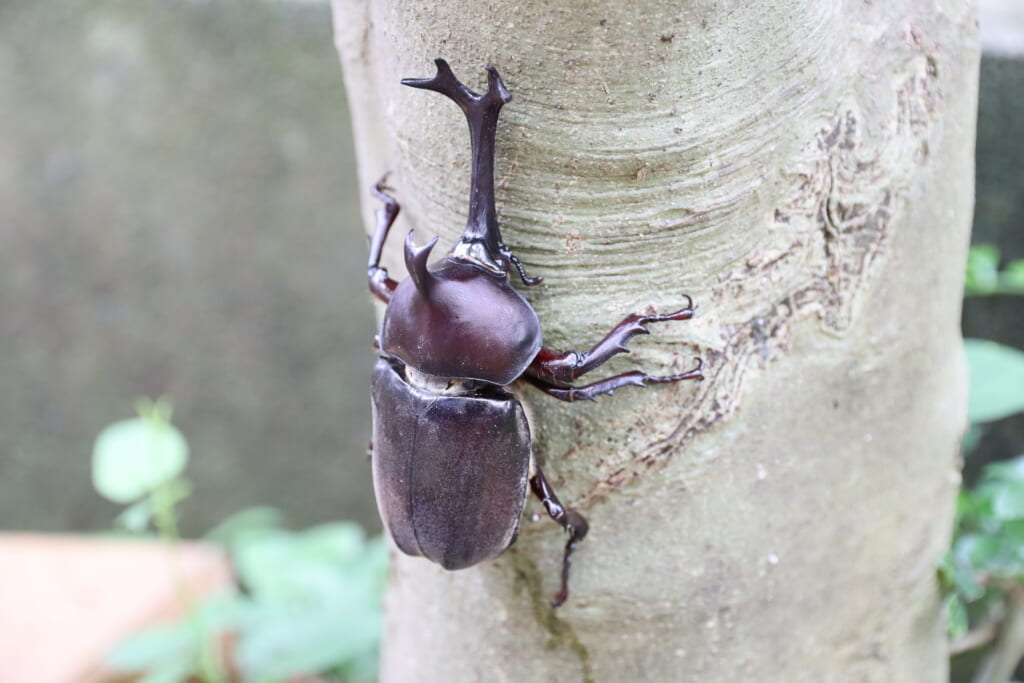 キャンプで昆虫採集