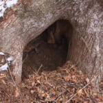 【画像】熊出没注意！ 研究家に聞く自然のなかでクマに襲われないための知っておきたい【対策術】 vol.2 〜 画像1