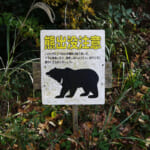 【画像】熊出没注意！ 研究家に聞く自然のなかでクマに襲われないための知っておきたい【対策術】 vol.1 〜 画像1