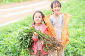 収穫体験する子どもたち