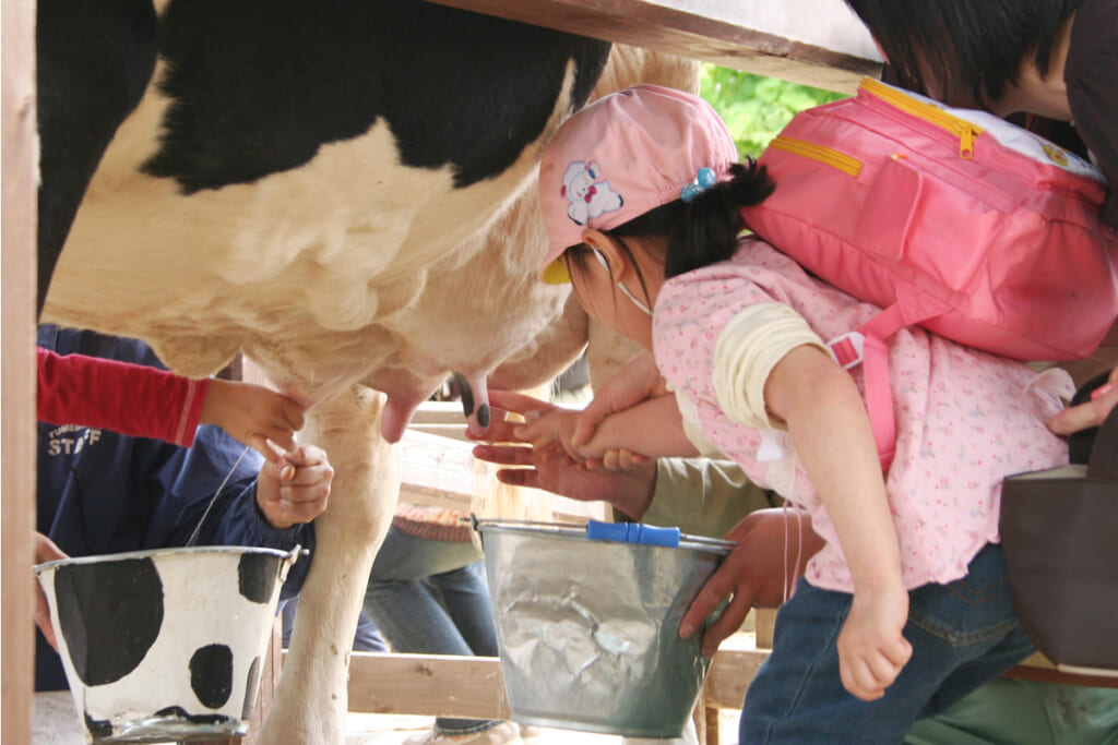 成田ゆめ牧場の乳搾り教室
