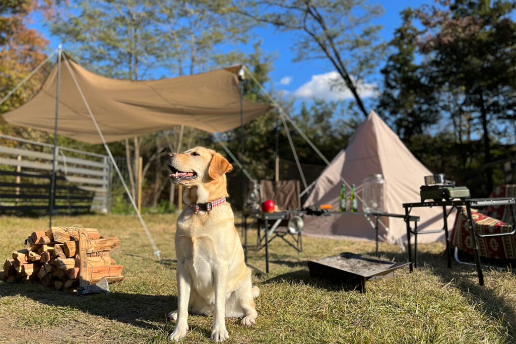 ドッグランサイト内なら愛犬も一緒に遊べるTHE FIVE RIVERS FINE GLAMPING SHIRASAWA