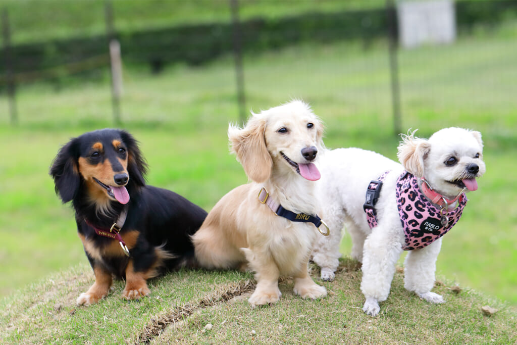 LANTERN CAMPING FIELD MORIYAのサイト内なら愛犬も一緒に遊べる