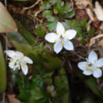 【画像】六甲高山植物園で儚くも美しい春の妖精「スプリングエフェメラル」に出会う【近畿エリア】 〜 画像1