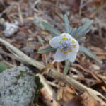 【画像】六甲高山植物園で儚くも美しい春の妖精「スプリングエフェメラル」に出会う【近畿エリア】 〜 画像1