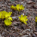 【画像】六甲高山植物園で儚くも美しい春の妖精「スプリングエフェメラル」に出会う【近畿エリア】 〜 画像1