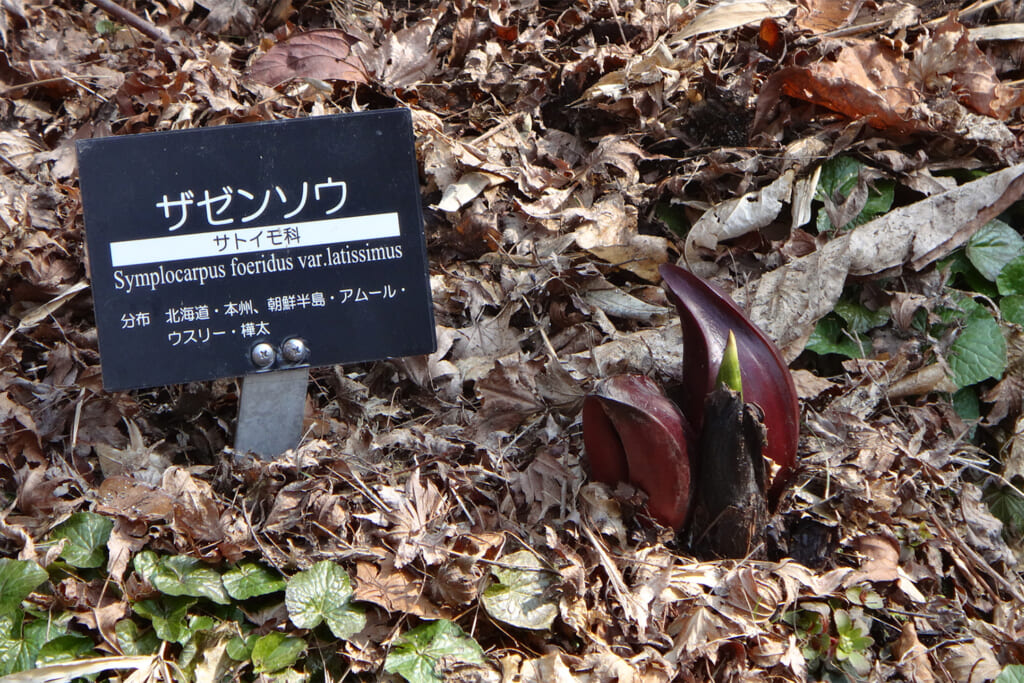 サトイモ科の多年草であるザゼンソウ