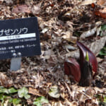 【画像】六甲高山植物園で儚くも美しい春の妖精「スプリングエフェメラル」に出会う【近畿エリア】 〜 画像1