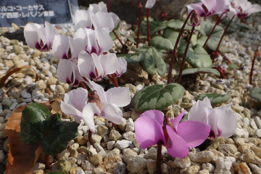 六甲高山植物園の温室に咲くシクラメン