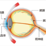 【画像】目の日焼けが大きなダメージになる「眼鏡の専門家に聞く」春先の外遊びで「目」を守る知識と対策方法を知る【vol.1】 〜 画像1