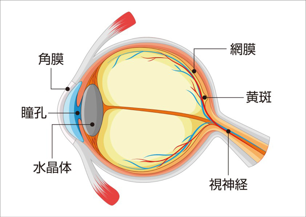 眼球の構造