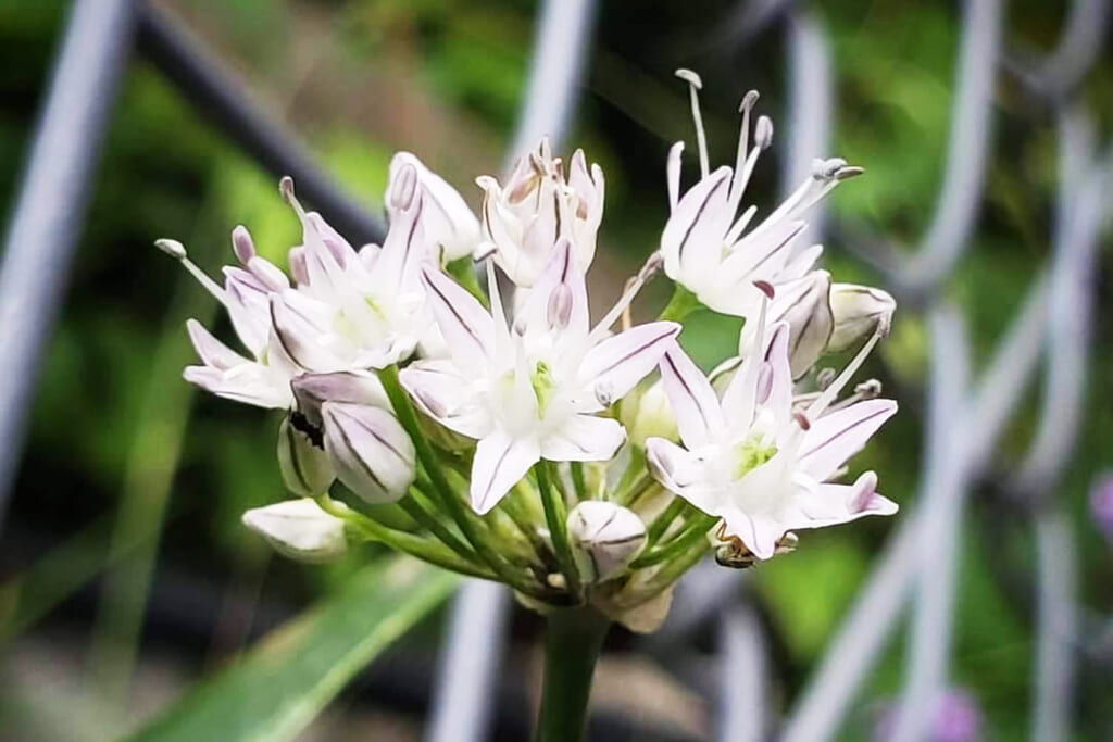 多年草のノビルの花びら