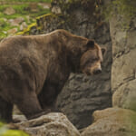 【画像】熊出没注意！ 研究家に聞く自然のなかでクマに襲われないための知っておきたい【対策術】 vol.03 〜 画像1