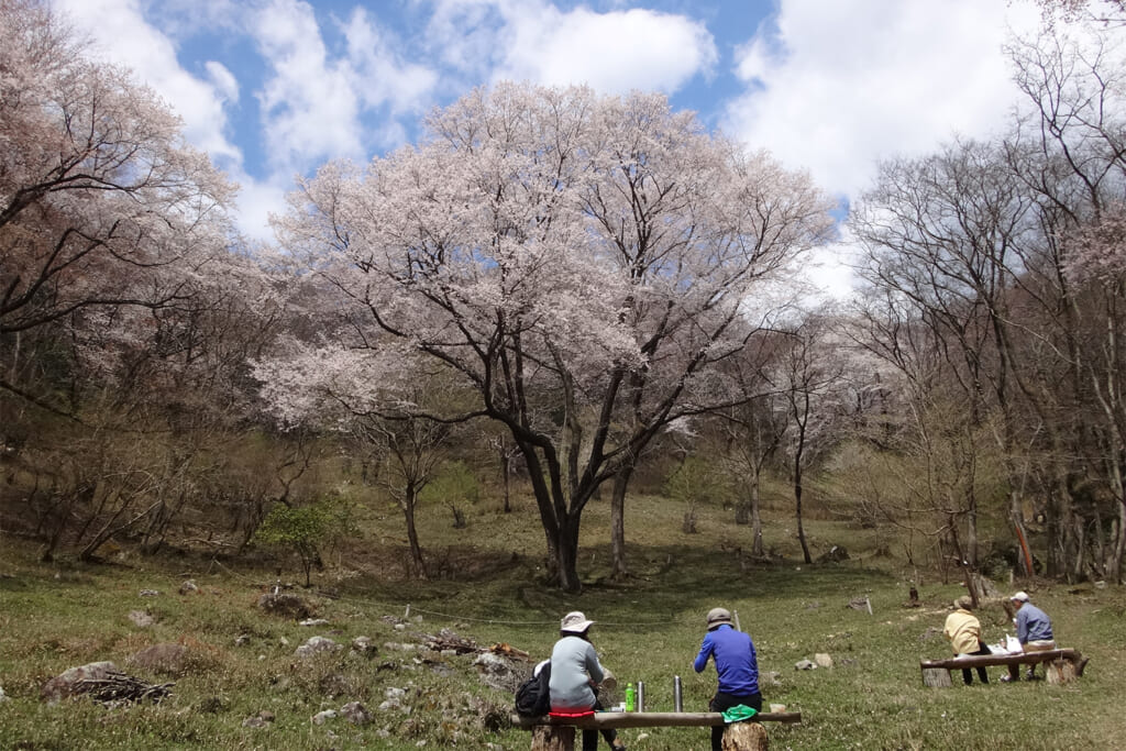 里山に自生するエドヒガン