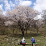 里山に自生するエドヒガン