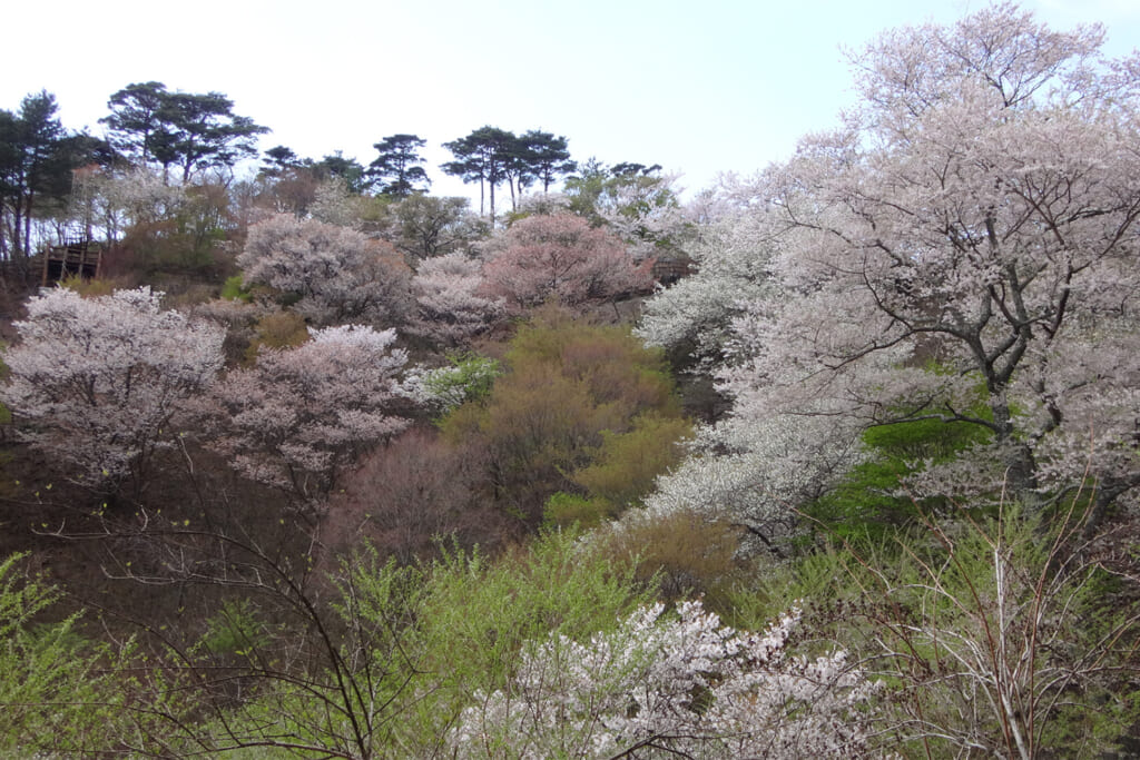 自生する野生種のエドヒガン