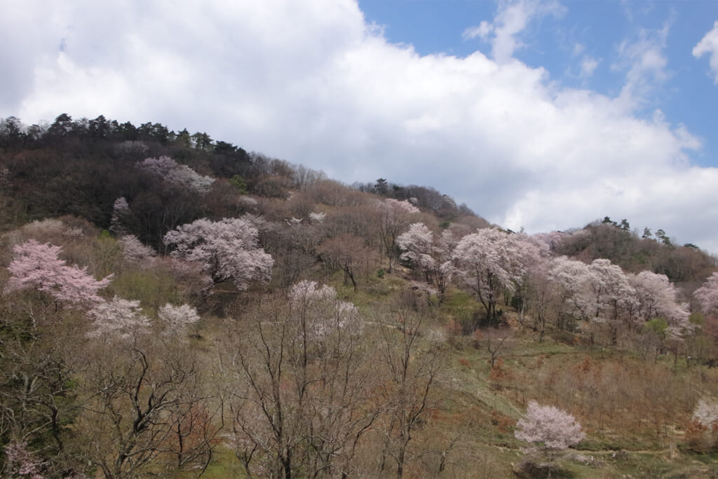 自生する野生種のエドヒガン