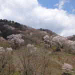 【画像】里山ハイキングのご褒美は「日本一の里山」に自生する希少種「エドヒガン」の巨樹との出会い 〜 画像1