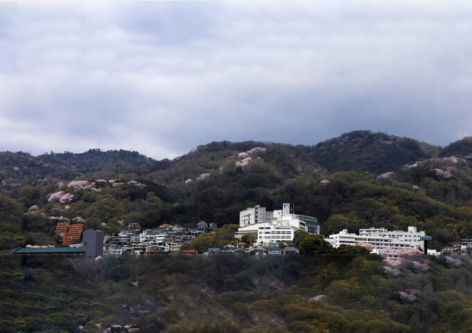 六甲山地に咲き乱れるソメイヨシノ