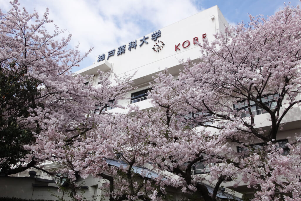 神戸薬科大学の裏手に咲く桜