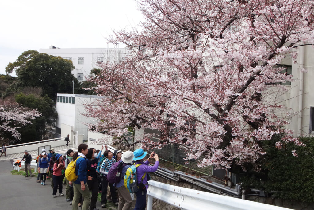 桜を愛でながらのハイキングコース