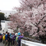 【画像】ソメイヨシノを愛でながらお花見ハイキング！   市街地から少し入れば桜花爛漫の桜並木ウォークが楽しめる【近畿エリア】 〜 画像1