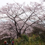 【画像】ソメイヨシノを愛でながらお花見ハイキング！   市街地から少し入れば桜花爛漫の桜並木ウォークが楽しめる【近畿エリア】 〜 画像1