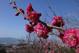 須磨浦公園に咲く梅の花