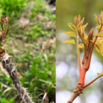 【画像】有毒かそれとも無毒か？ 「食べていいのはどっちだシリーズvol.1」隣り合って生えていてしかも似ている山菜を学ぶ 〜 画像1