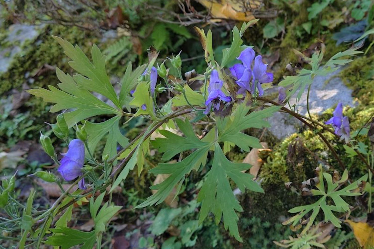 有毒？ それとも無毒!?「食べていいのはどっちだシリーズvol.03」植物