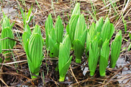 バイケイソウの新芽