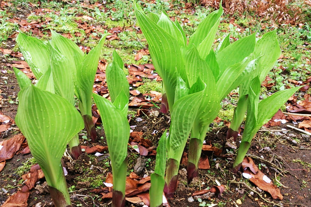 ウルイの新芽