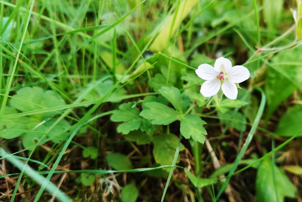 5枚の花弁を持つゲンノショウコ