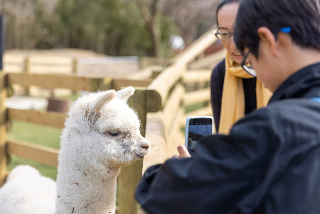 アルパカとのふれ合い