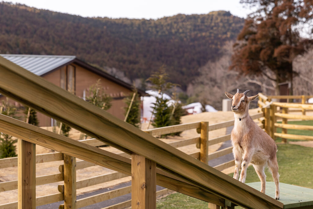 ヤギの餌やり