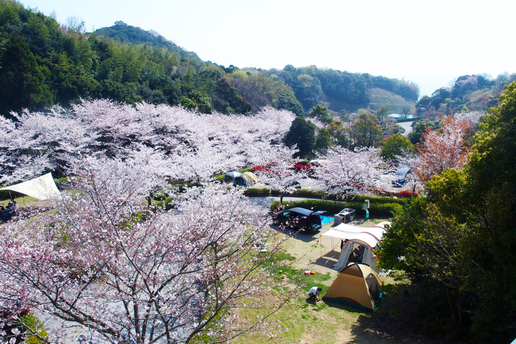 梅が満開の冠山総合公園のオートキャンプ場