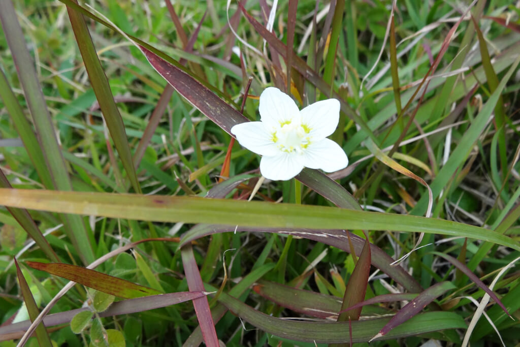 久住高原沢水キャンプ場に自生する草花