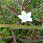 【画像】花を愛でて心が満たされる！  四季折々の草花に囲まれた「この春出かけたい」キャンプ場４選【中国・四国・九州エリア】 〜 画像1