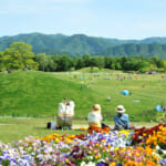 国営讃岐まんのう公園の芝生広場