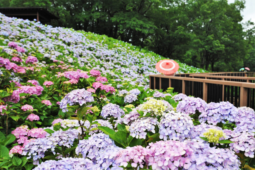 アジサイの花が咲く国営讃岐まんのう公園