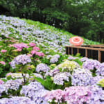 【画像】花を愛でて心が満たされる！  四季折々の草花に囲まれた「この春出かけたい」キャンプ場４選【中国・四国・九州エリア】 〜 画像1