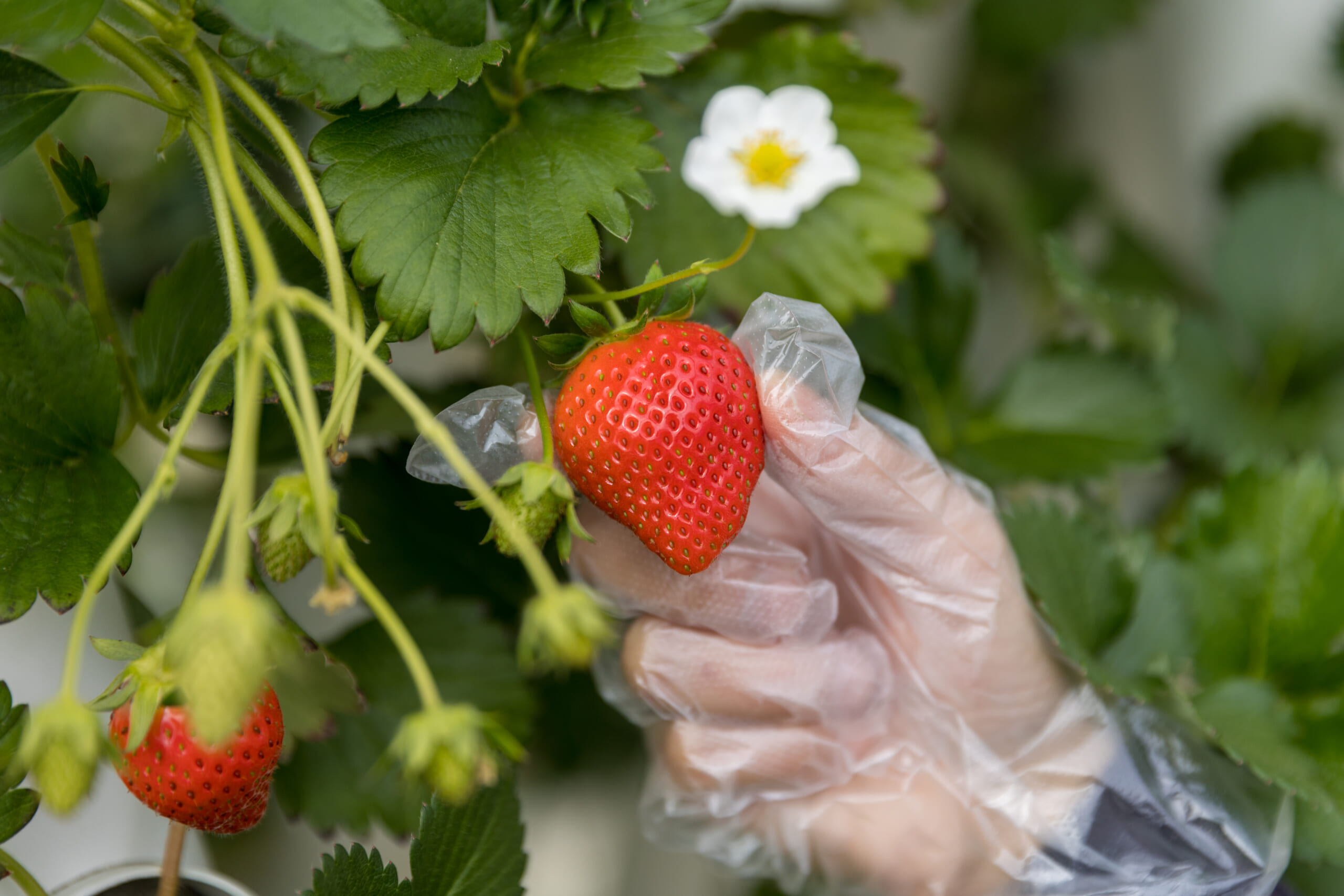 完熟のもぎたてフルーツに感激！ 四季折々の旬が堪能できる「マザー