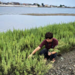 野草を摘む山下智道さん