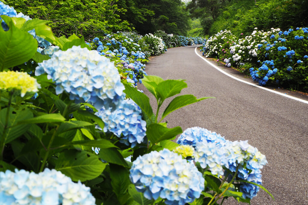 アジサイが咲くたけべの森公園