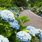 【画像】花を愛でて心が満たされる！  四季折々の草花に囲まれた「この春出かけたい」キャンプ場４選【中国・四国・九州エリア】 〜 画像1